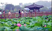 華麗な蓮の饗宴「全州・徳眞公園」