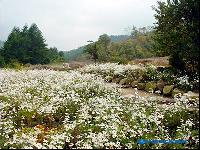 国内最大の韓国自生植物園へ「ウリコッ植物園」