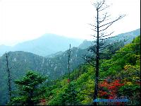 深山幽谷を彩る五色の饗宴「雪嶽山の紅葉」