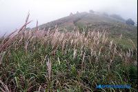 ススキの銀色に染まる旬の秋山「旌善・ミンドゥン山」