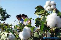 思い出の綿畑を歩こう「全羅南道・谷城の綿畑」