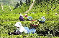 【宝城観光】緑茶の香りに心を癒し、海水湯で疲労回復