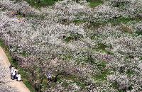 梅の花で白く染まる光陽の「梅村」(上)