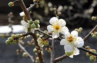 梅の花で白く染まる光陽の「梅村」(下)