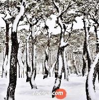 絵のような雪景色が楽しめる観光地ベスト5（上）