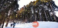 雪に包まれたヒノキの森