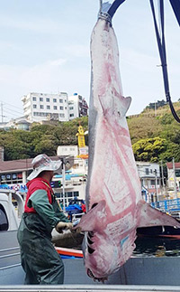 韓国・巨済島沖に体長4メートルの人食いザメ