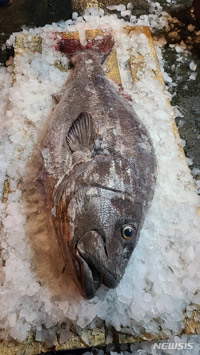 伝説の深海魚「イシナギ」、つかまえた！