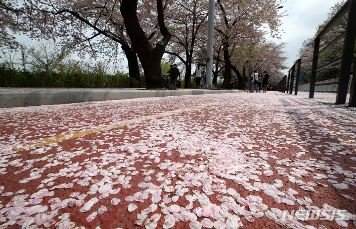 サクラの花びらでいっぱいの通り