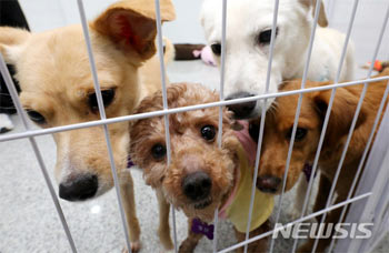 ▲ソウル動物福祉支援センター（麻浦区）で新しい飼い主を待つ犬たち。2018年3月16日撮影（記事の内容とは関係ありません）。