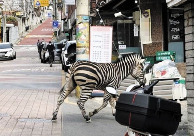 ソウルの脱走シマウマ、親亡くし反抗児になっていた来年にも「お相手探し」へ Chosun Online 朝鮮日報 0565