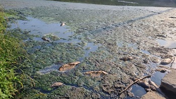 ▲麗水市の双鳳川に汚水が流入し、魚が大量に死んだ。／写真＝麗水環境運動連合提供