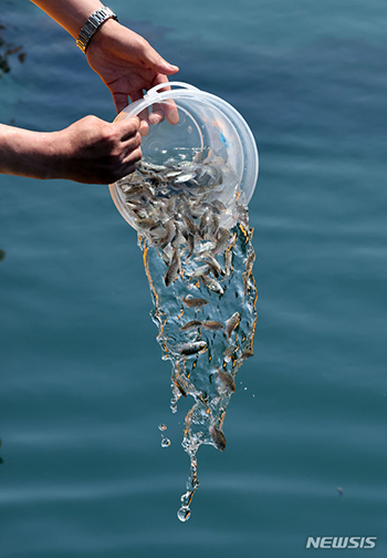 釜山の海にクロダイの稚魚を放流