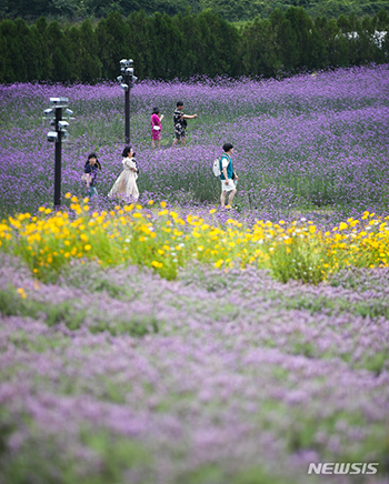 夏の花、バーベナが大きく咲いた済州