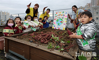 屋上の菜園でサツマイモを収穫