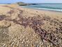 江原道の海岸に打ち上げられたイカ、一体何が起きたのか