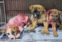 全身にラッカースプレーかけられた3匹の子犬に韓国ネット悲痛