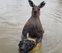 ▲水中で犬の首を絞めているカンガルー。／フェイスブックより