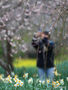 済州で春の花を満喫する観光客