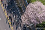 桜並木を駆け抜けて…羅州栄山江マラソン大会　／全羅南道