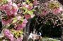 八重桜が大きく咲いた釜山