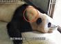 ▲中国当局が25日に公開したジャイアントパンダ「プーバオ（福宝）」の動画。韓中のパンダ・ファンたちは、プーバオの首の一部に毛が抜けた跡（赤い円）があるとして、「飼育場で首輪を付ける行為があったのではないか」と指摘した。写真＝中国パンダ保護研究センターの交流サイト（SNS）より