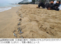 「災害の前兆？」　韓国の海水浴場に大量のイワシ死骸…専門家の見解は