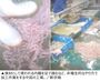 排尿した排水口に食材が落ちても拾って使用…食品加工工場に生産停止命令　／中国・山東省