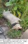 体中にうごめくウジ虫…大関嶺SAで瀕死の捨て犬レトリバー発見、韓国ネット民激怒