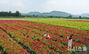 済州の野原を彩るケイトウの花