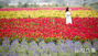 済州の野原を彩るケイトウの花