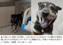 「置いて行かないで」　家から16km離れた病院で入院中の飼い主を探し出した犬が話題に　／中国・貴州省