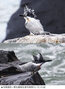 韓国で75年ぶり…智異山のふもとでヤマセミ確認